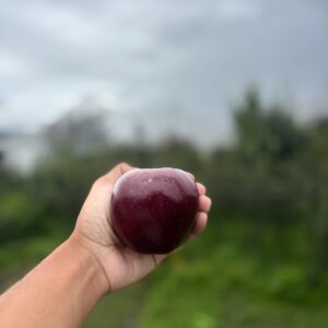 Premium Royal  Delicios Apples