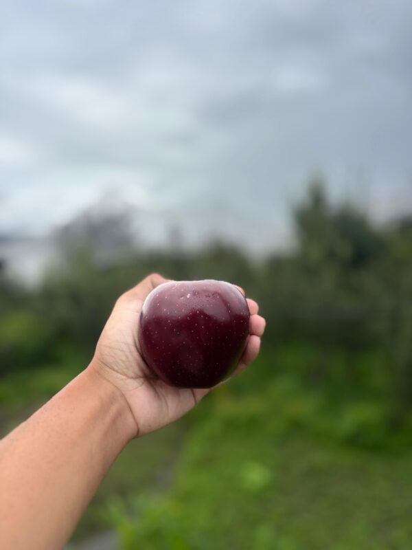 Premium Royal  Delicios Apples